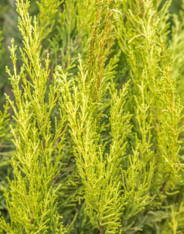 cupressocyparis leylandii aurea leilandi a spirale 1