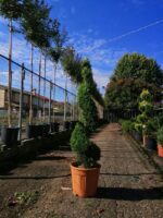 cupressocyparis leylandii aurea leilandi a spirale