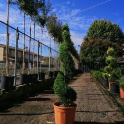 cupressocyparis leylandii aurea leilandi a spirale