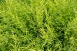 cupressocyparis leylandii gold rider leilandii 1