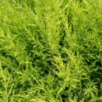 cupressocyparis leylandii gold rider leilandii 1