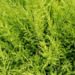 cupressocyparis leylandii gold rider leilandii 1