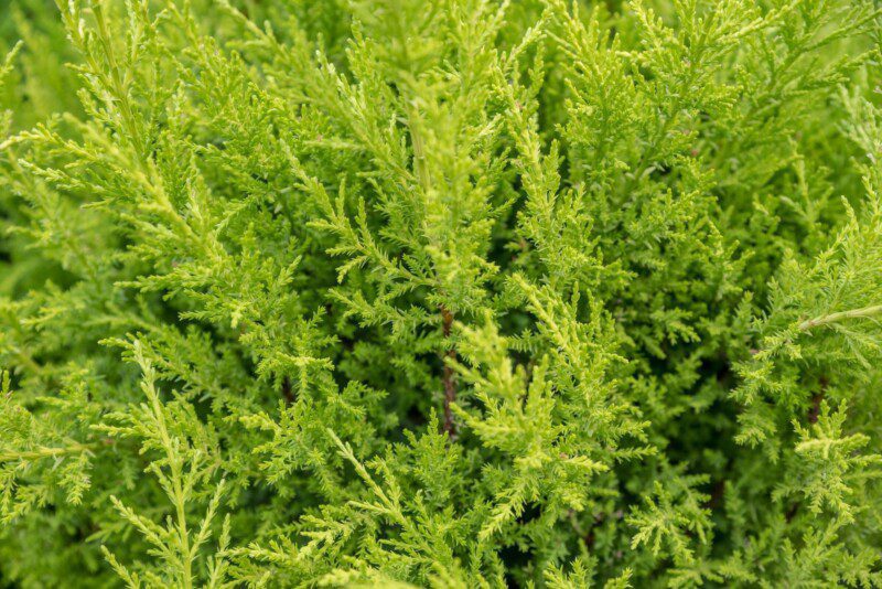 cupressocyparis leylandii gold rider leilandii 1 cupressocyparis leylandii gold rider leilandii 1