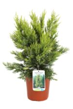 cupressocyparis leylandii gold rider leilandii