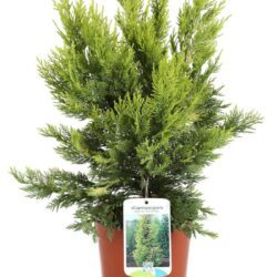 cupressocyparis leylandii gold rider leilandii