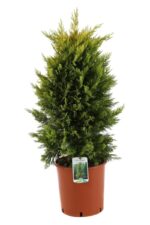 cupressocyparis leylandii gold rider leilandii 3