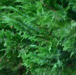 cupressocyparis leylandii v19 dettaglio 000403
