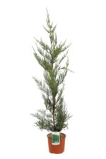 cupressocyparis leylandii v19 produzione 000403
