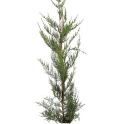 cupressocyparis leylandii v19 produzione 000403