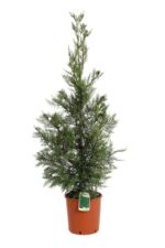 cupressocyparis leylandii v24 produzione 015510