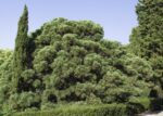 cupressocyparis leylandii 1