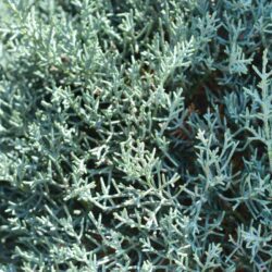 cupressus arizonica cipresso dellarizona 1