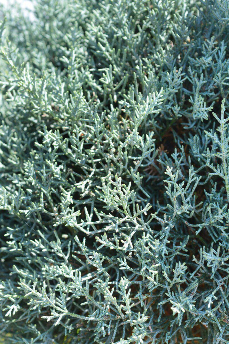 cupressus arizonica cipresso dellarizona 1 cupressus arizonica cipresso dellarizona 1