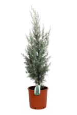 cupressus arizonica cipresso dellarizona