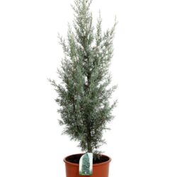 cupressus arizonica cipresso dellarizona