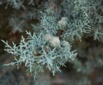 cupressus arizonica fastigiata cipresso azzuro 1