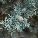 cupressus arizonica fastigiata cipresso azzuro 1