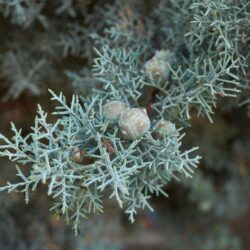cupressus arizonica fastigiata cipresso azzuro 1