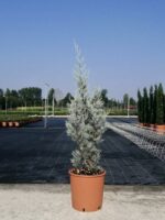 cupressus arizonica fastigiata cipresso azzuro