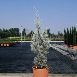 cupressus arizonica fastigiata cipresso azzuro