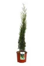cupressus sempervirens totem cipresso mediterraneo 1