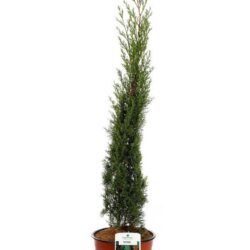 cupressus sempervirens totem cipresso mediterraneo 1