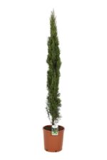cupressus sempervirens totem cipresso mediterraneo