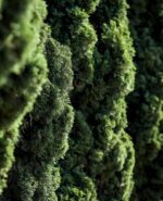 cupressus sempervirens totem cipresso mediterraneo 2