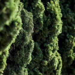 cupressus sempervirens totem cipresso mediterraneo 2