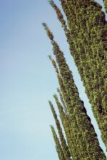 cupressus sempervirens totem cipresso mediterraneo 9