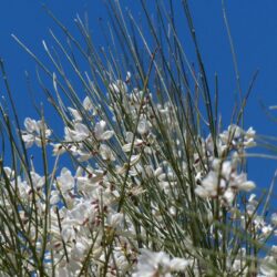 cytisus praecox albus ginestra 1