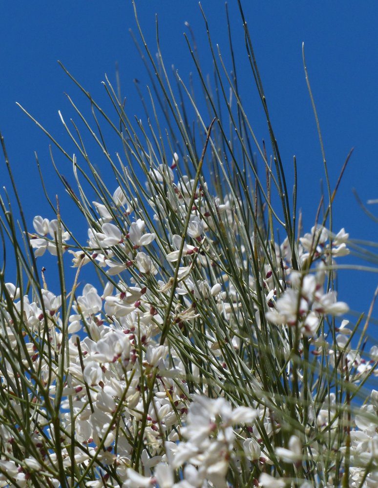 cytisus praecox albus ginestra 1 cytisus praecox albus ginestra 1