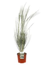 cytisus praecox albus ginestra