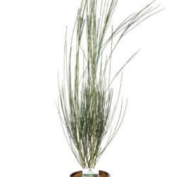 cytisus praecox albus ginestra