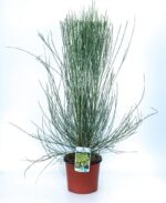 cytisus praecox allgold ginestra 1