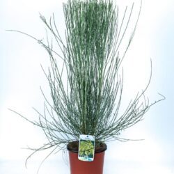 cytisus praecox allgold ginestra 1