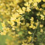 cytisus praecox allgold ginestra
