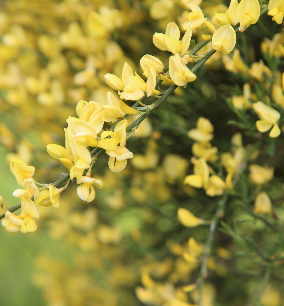 cytisus praecox allgold ginestra cytisus praecox allgold ginestra