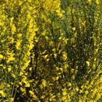 cytisus praecox ginestra