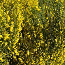 cytisus praecox ginestra