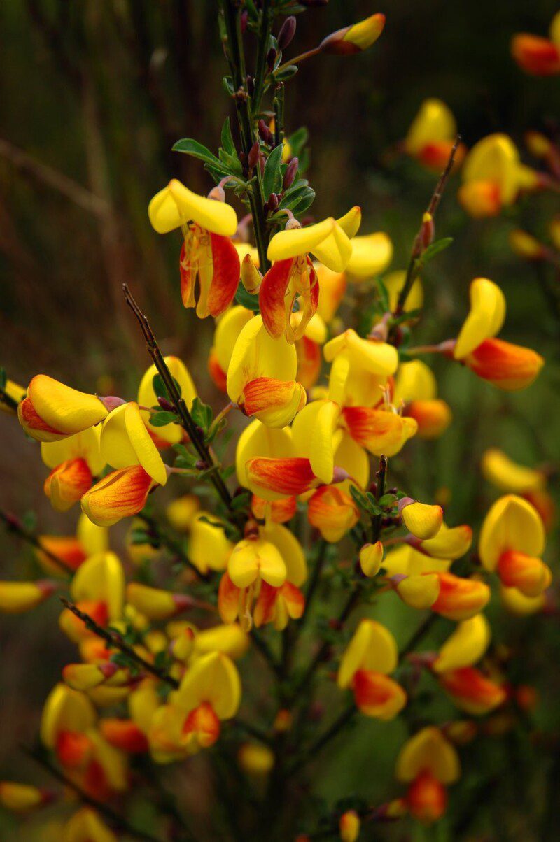 cytisus scoparius andreanus splendens ginestra 1 cytisus scoparius andreanus splendens ginestra 1