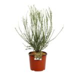 cytisus scoparius andreanus splendens ginestra