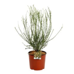 cytisus scoparius andreanus splendens ginestra