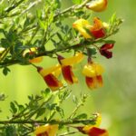 cytisus scoparius apricot gem ginestra 1