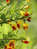 cytisus scoparius apricot gem ginestra 1