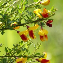 cytisus scoparius apricot gem ginestra 1