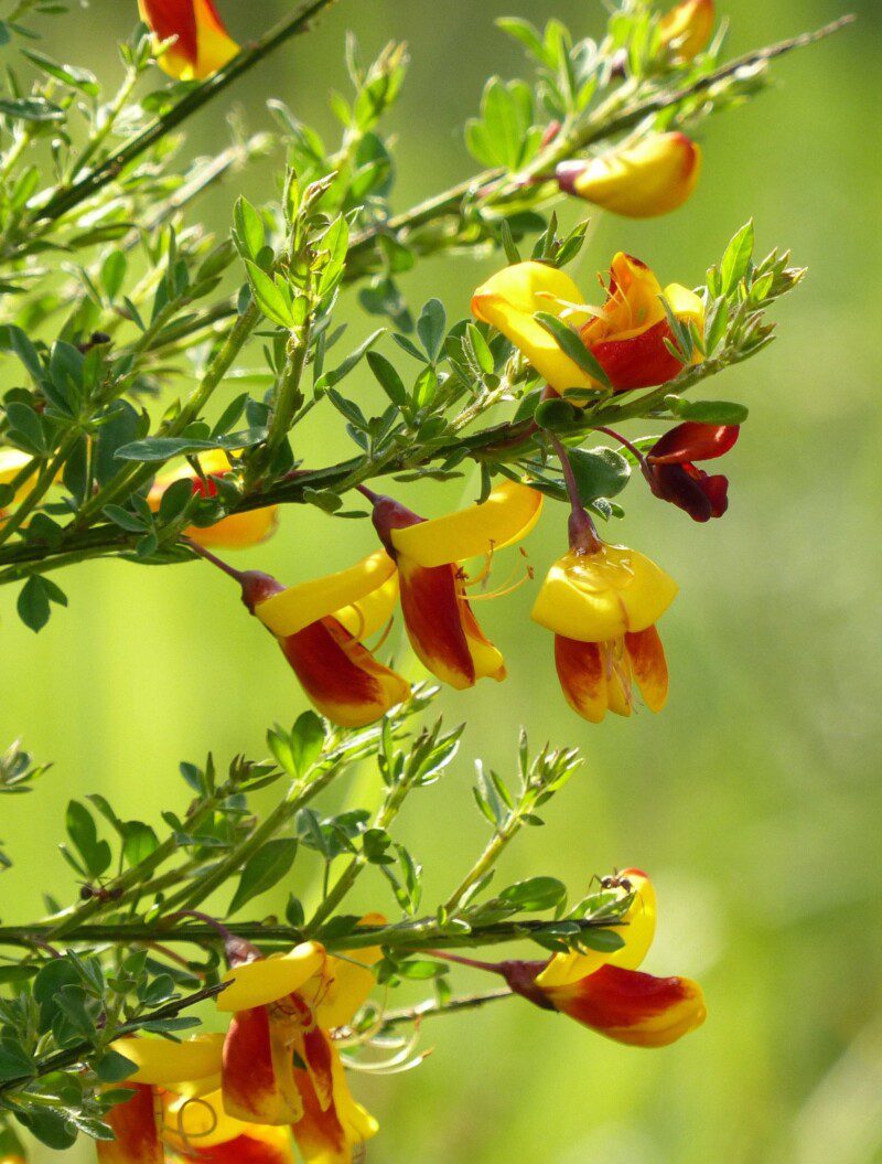 cytisus scoparius apricot gem ginestra 1 cytisus scoparius apricot gem ginestra 1
