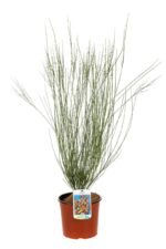 cytisus scoparius apricot gem ginestra