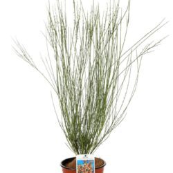 cytisus scoparius apricot gem ginestra