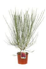 cytisus scoparius boskoop ruby ginestra 1